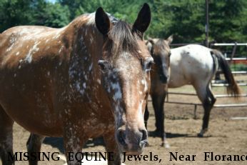 MISSING EQUINE Jewels, Near Florance, WI, 54121